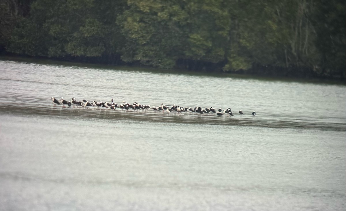 Pied Stilt - ML637728447