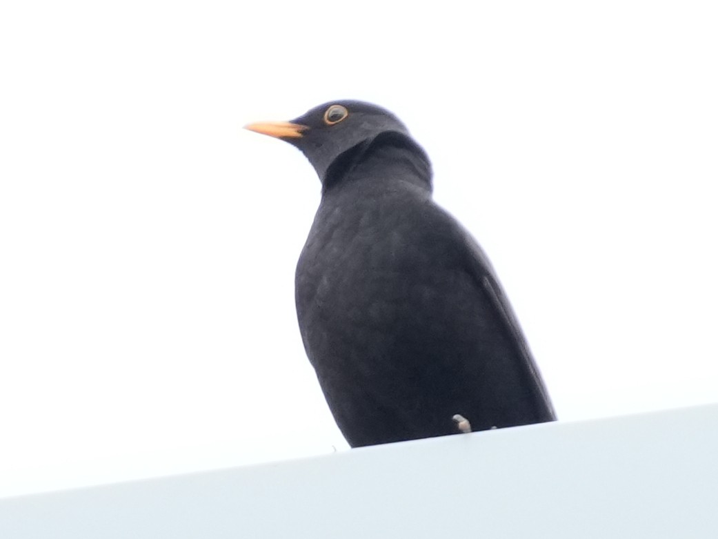 Eurasian Blackbird - ML637728448