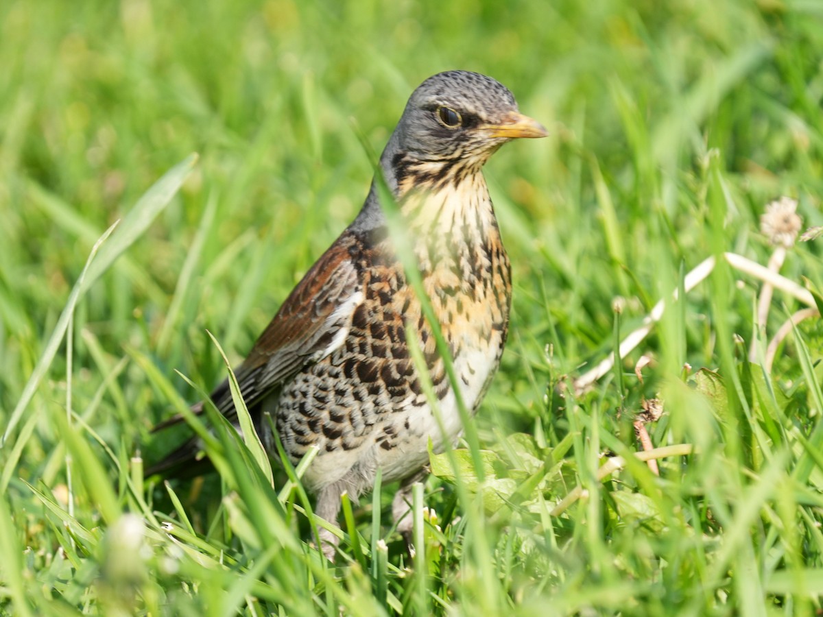 Fieldfare - ML637728450