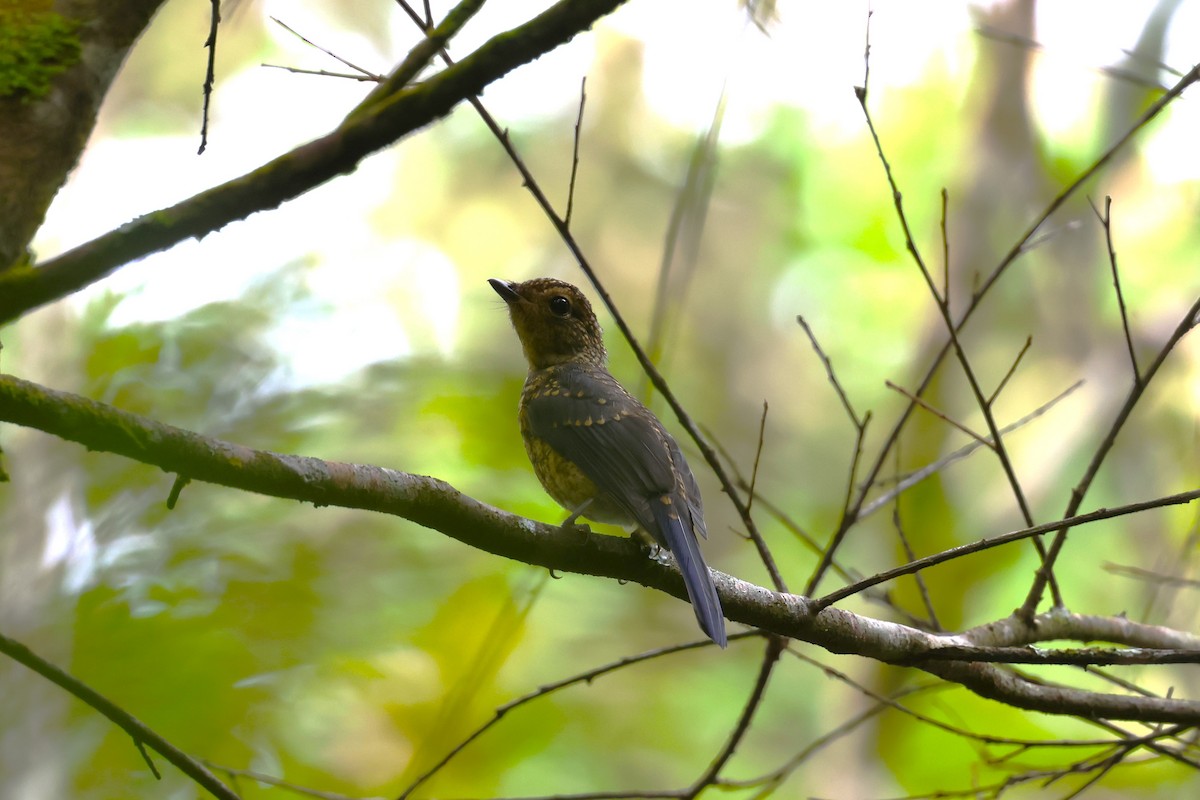 Taiwan Vivid Niltava - ML637728468
