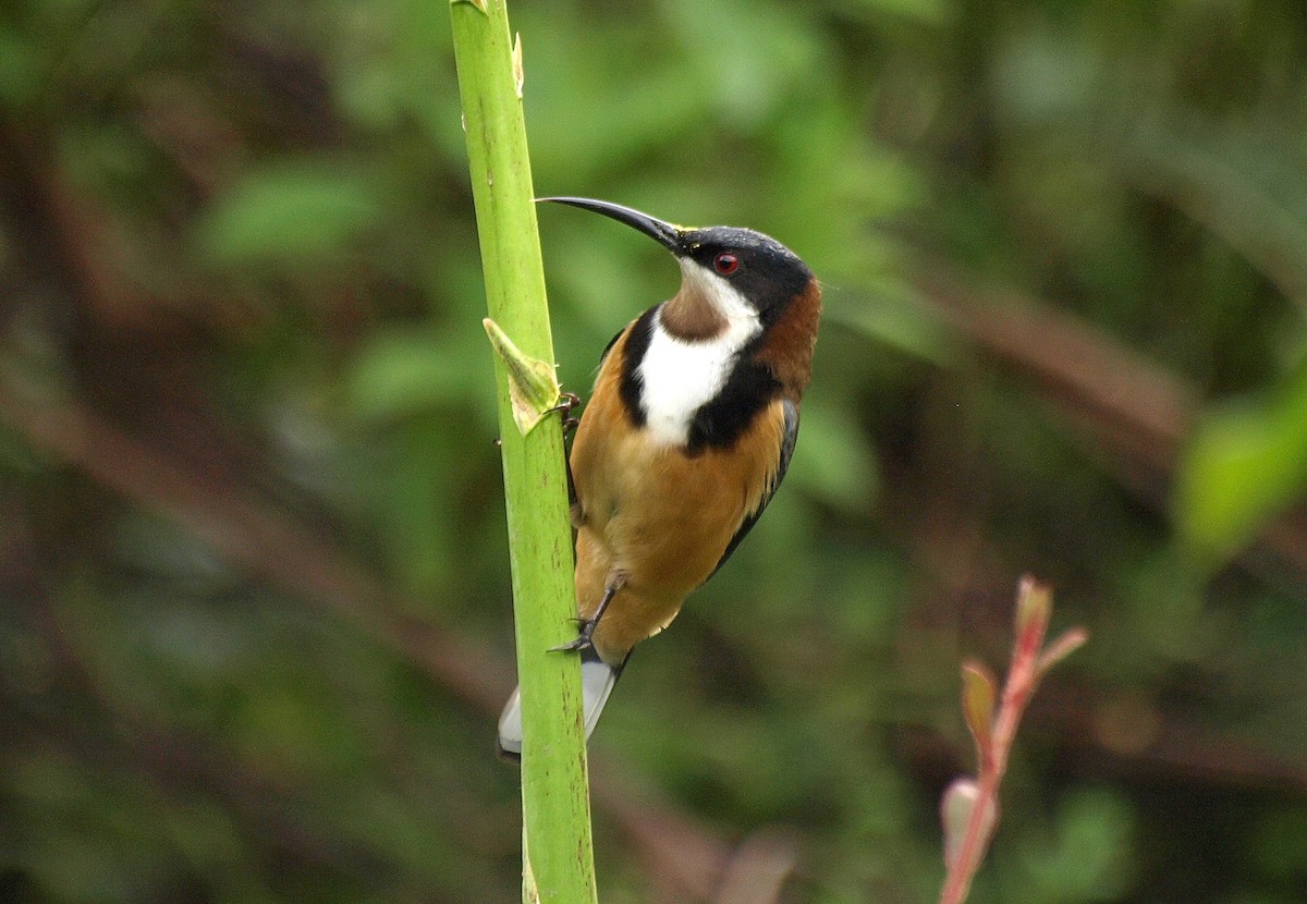 Eastern Spinebill - ML637728494
