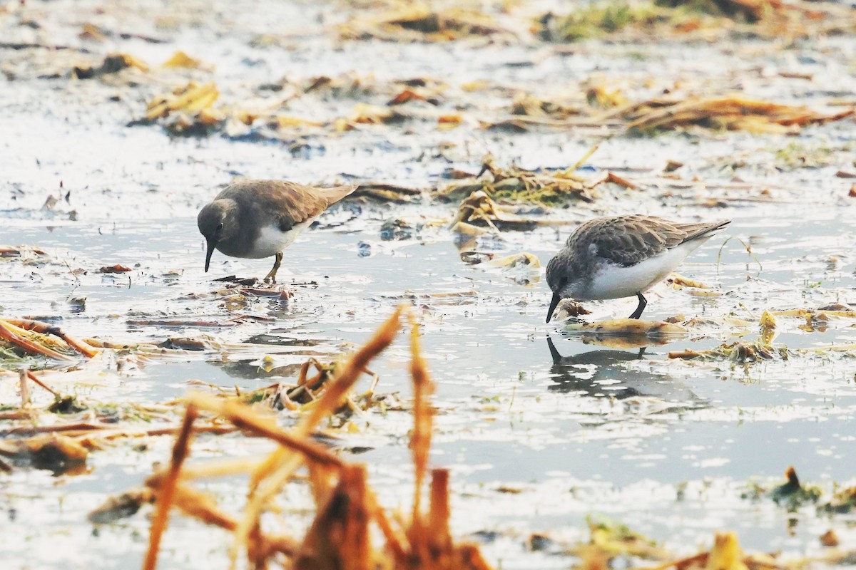 Little Stint - ML637728515