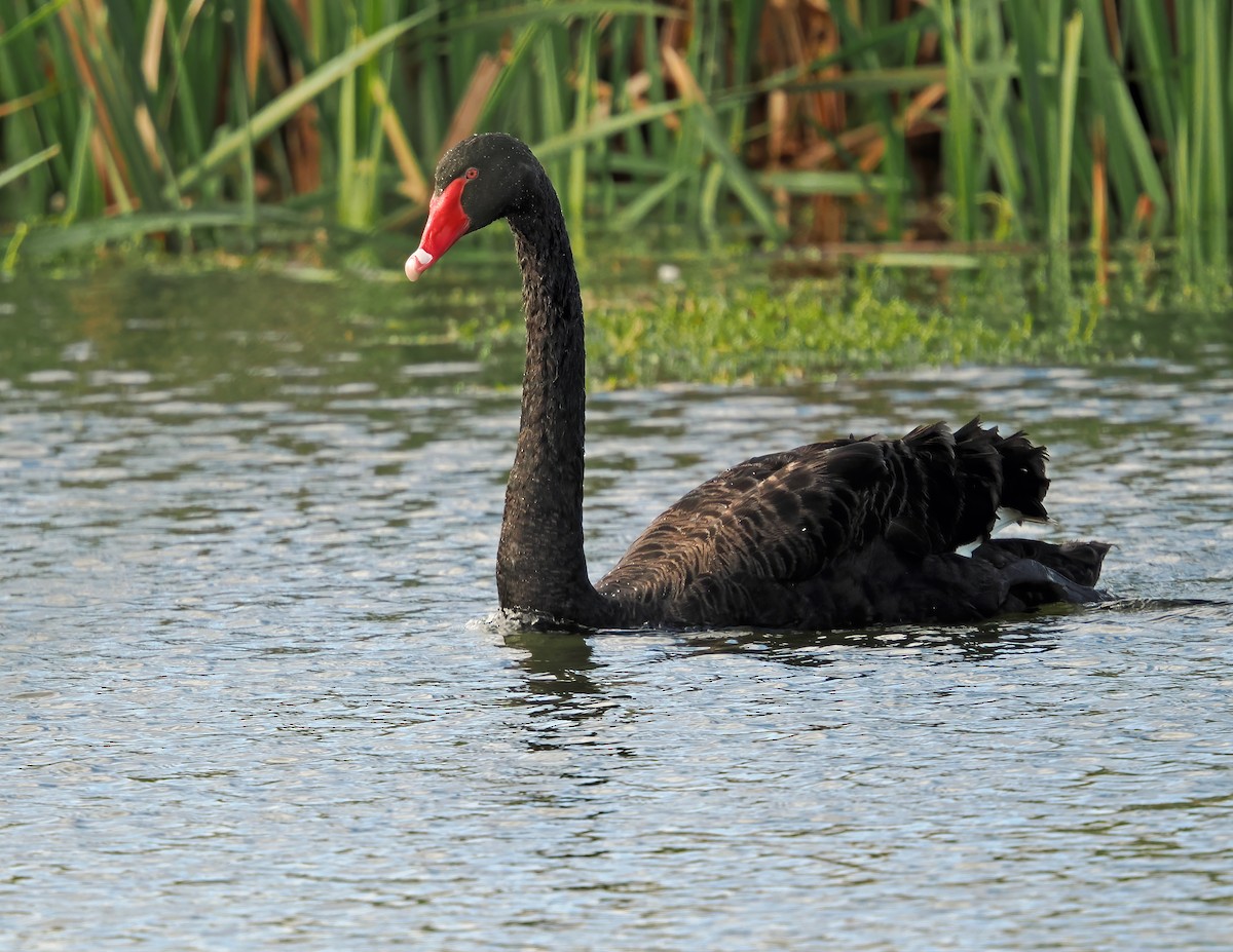 Cisne Negro - ML637728551