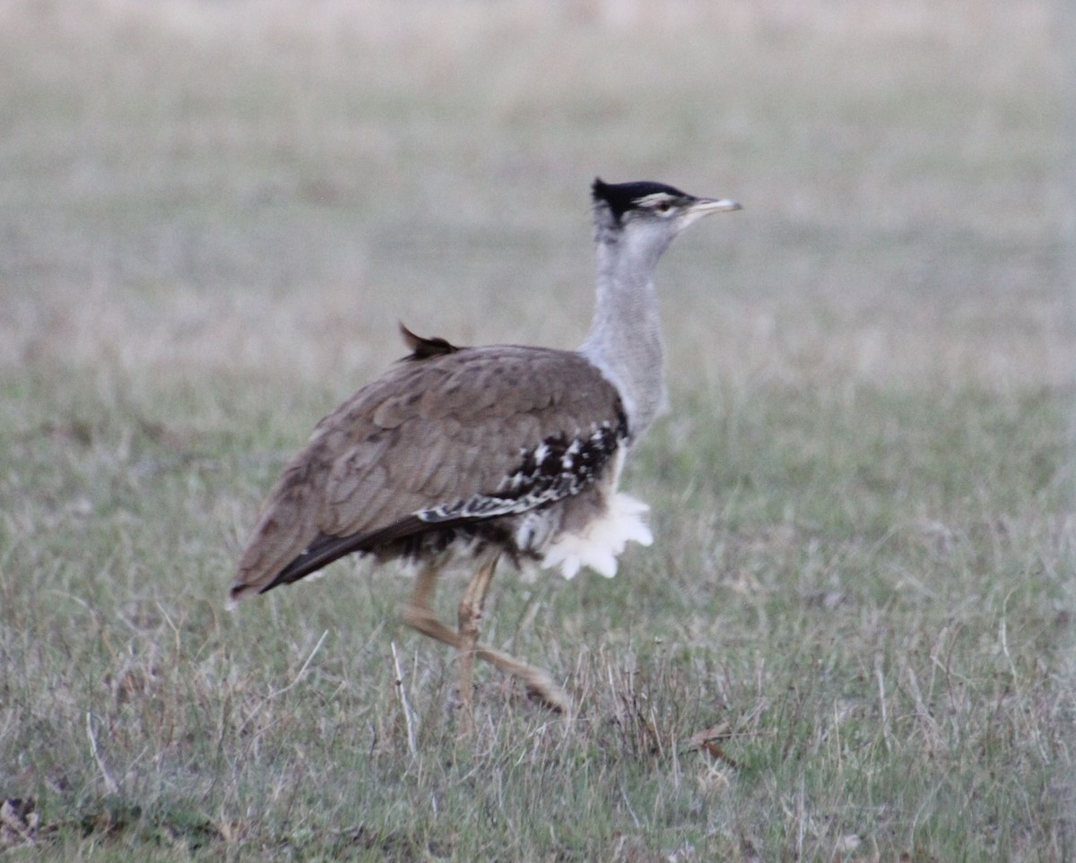Avutarda Australiana - ML637728554