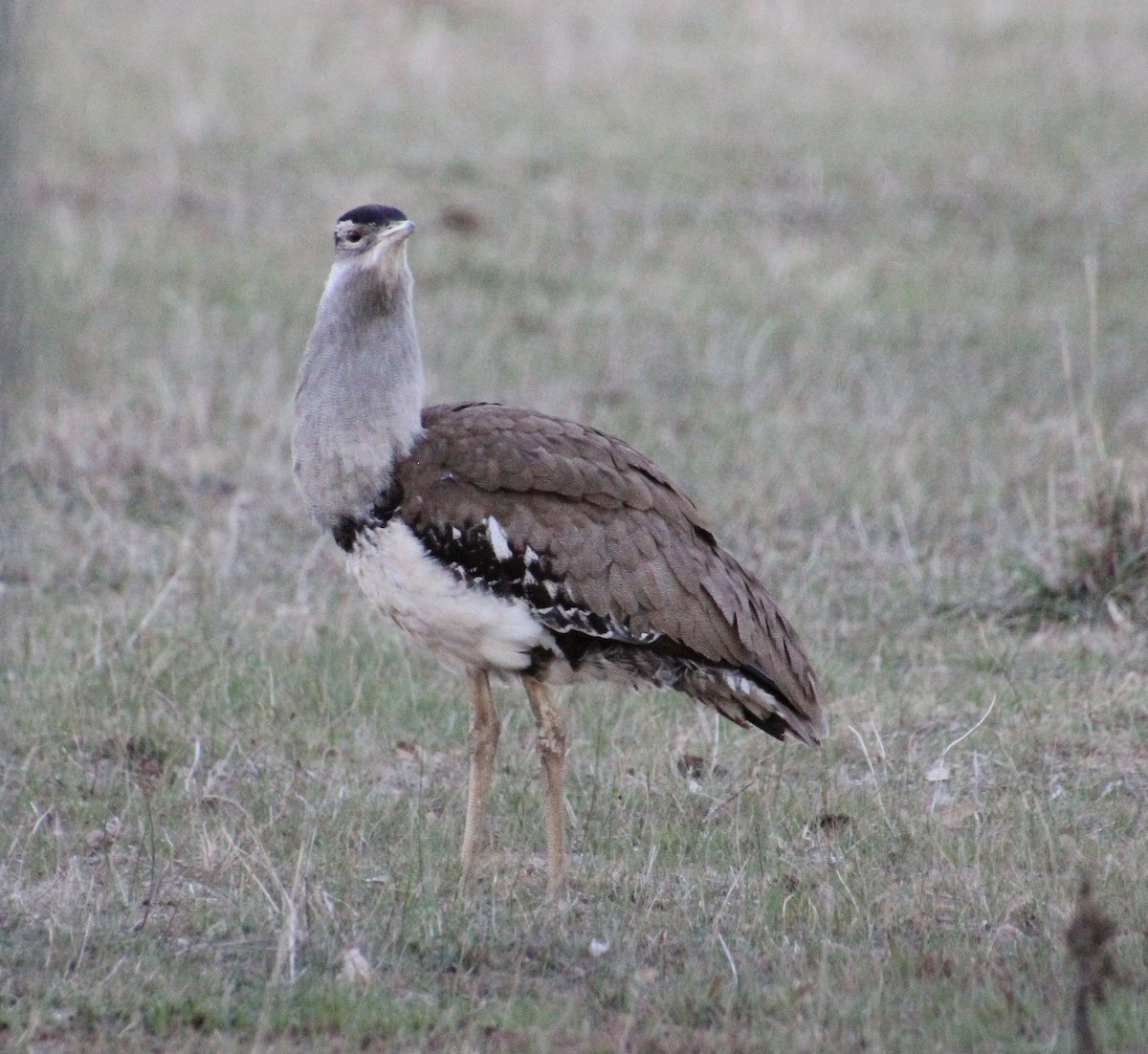 Avutarda Australiana - ML637728556
