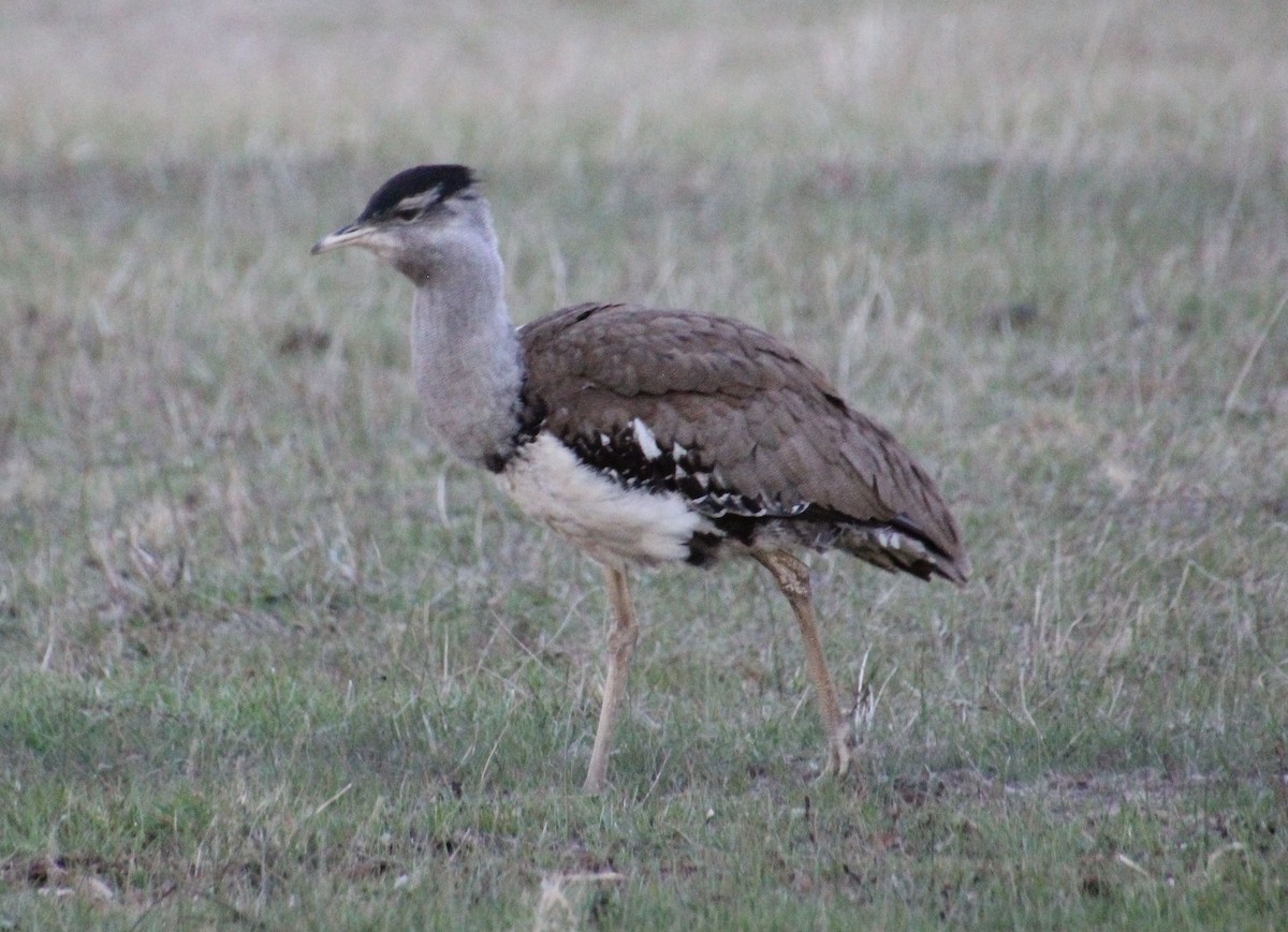 Avutarda Australiana - ML637728557