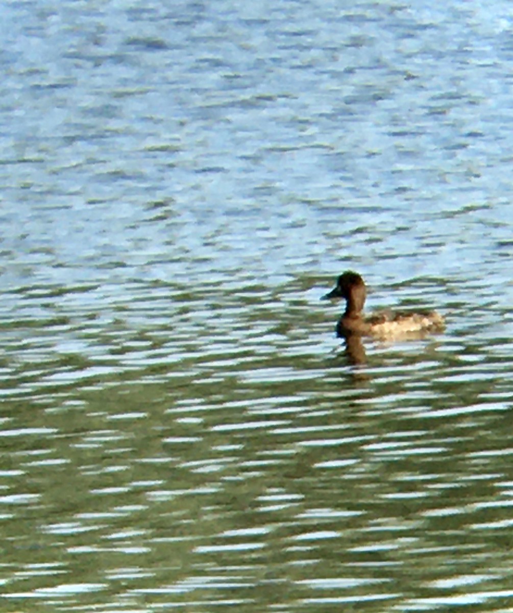 Porrón Bastardo - ML637728569