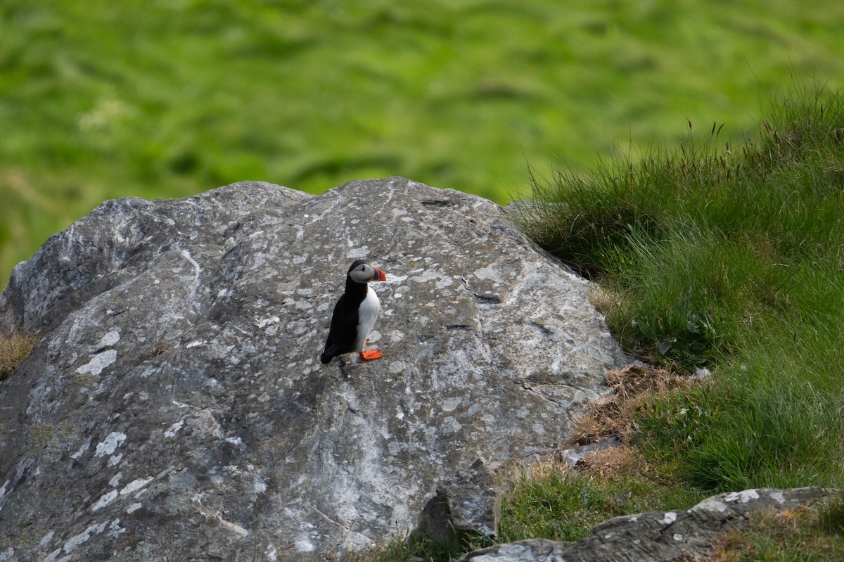Atlantic Puffin - ML637728579
