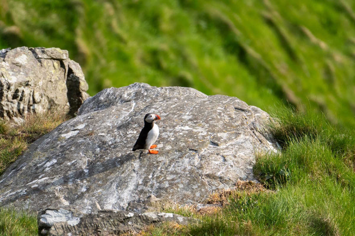 Atlantic Puffin - ML637728580