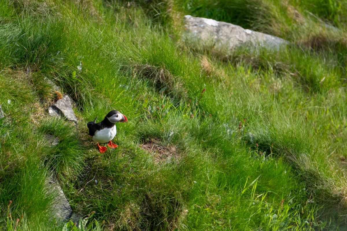 Atlantic Puffin - ML637728581