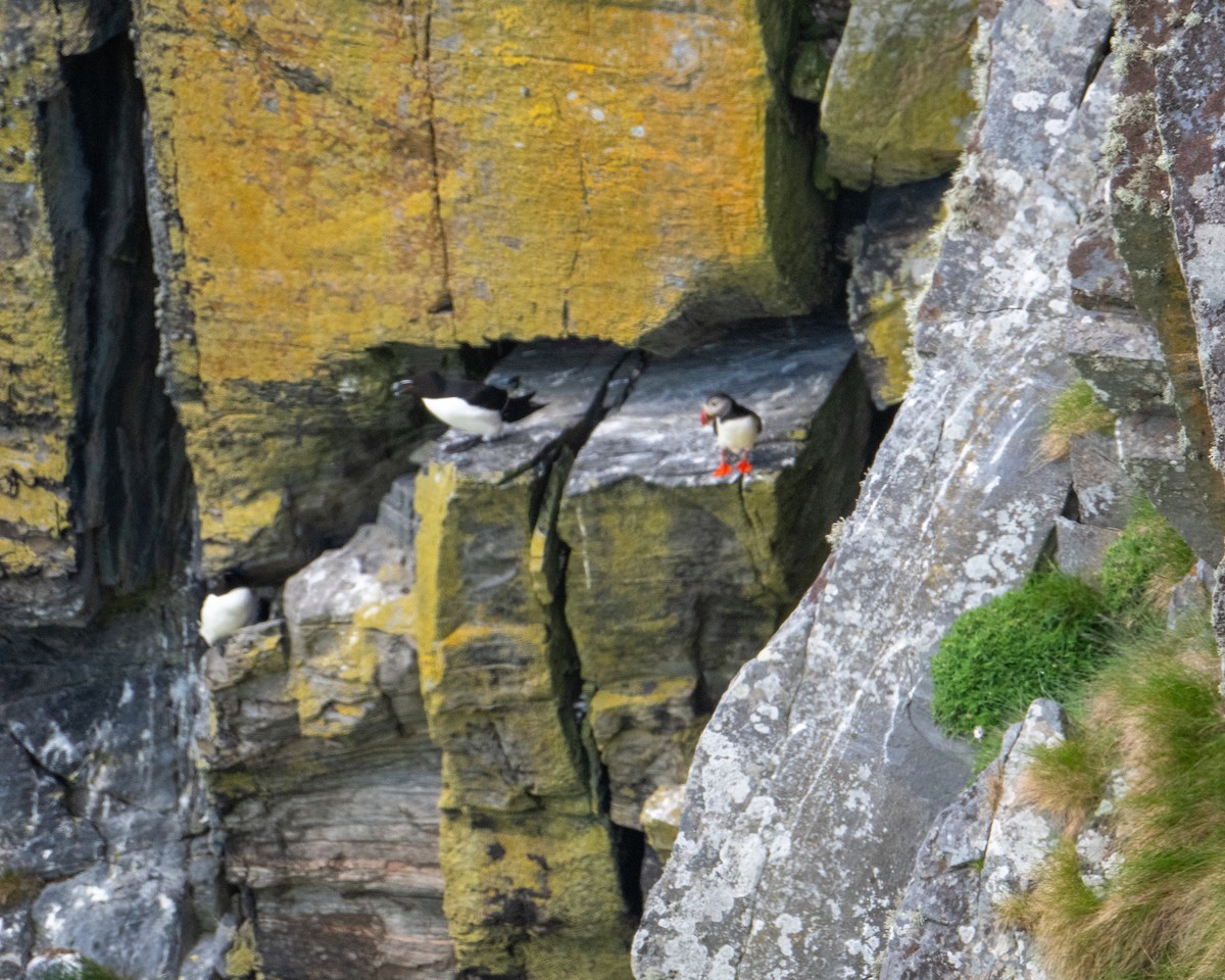 Razorbill - ML637728586