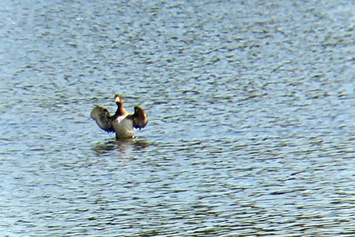 Porrón Bastardo - ML637728588