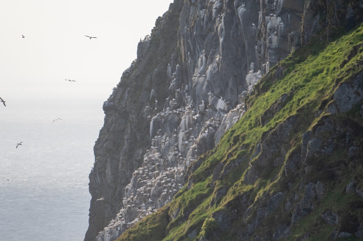 Northern Gannet - ML637728595