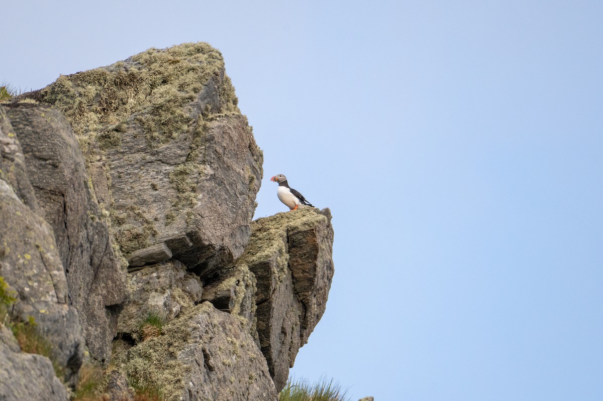 Atlantic Puffin - ML637728607