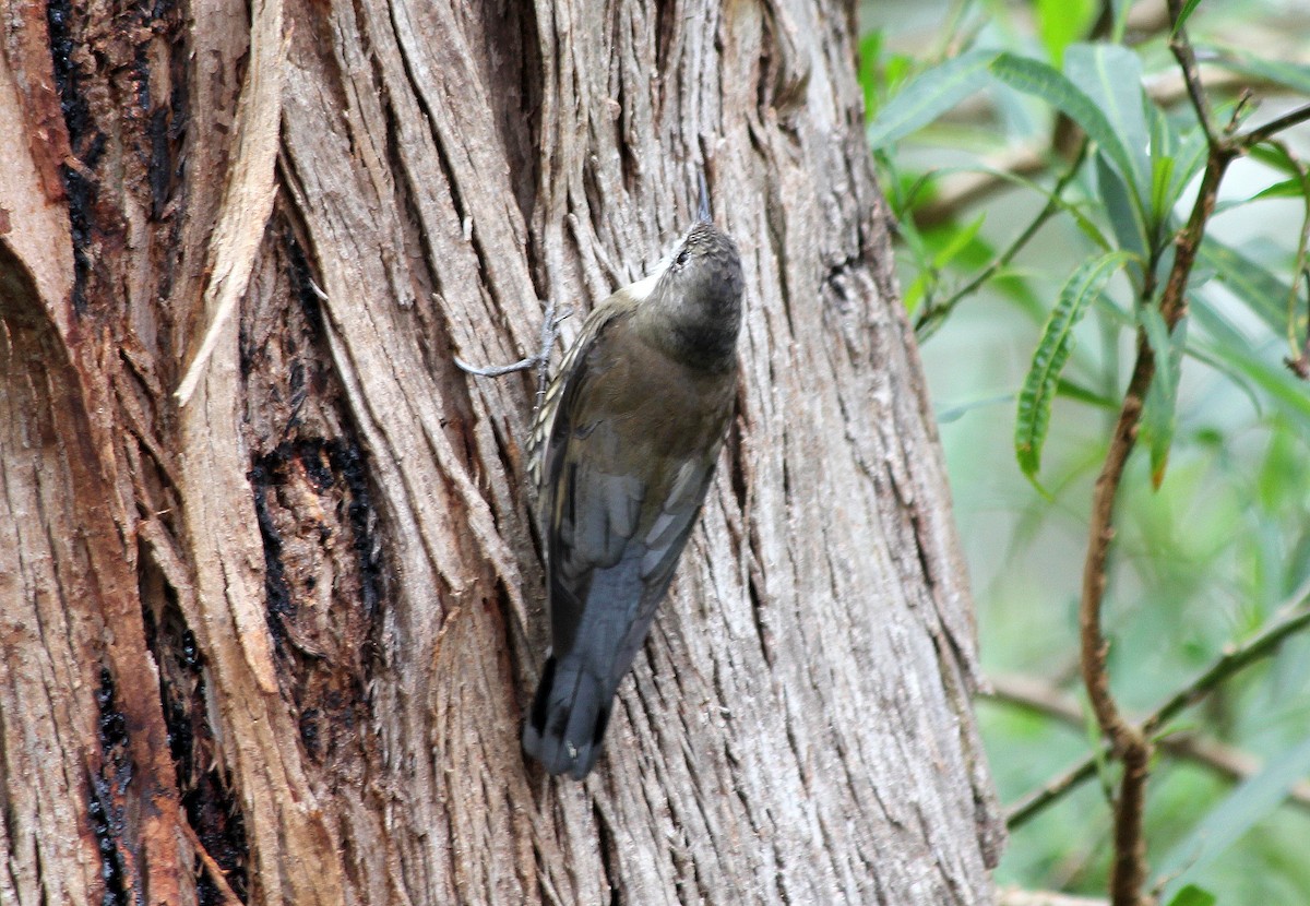 White-throated Treecreeper - ML637728651