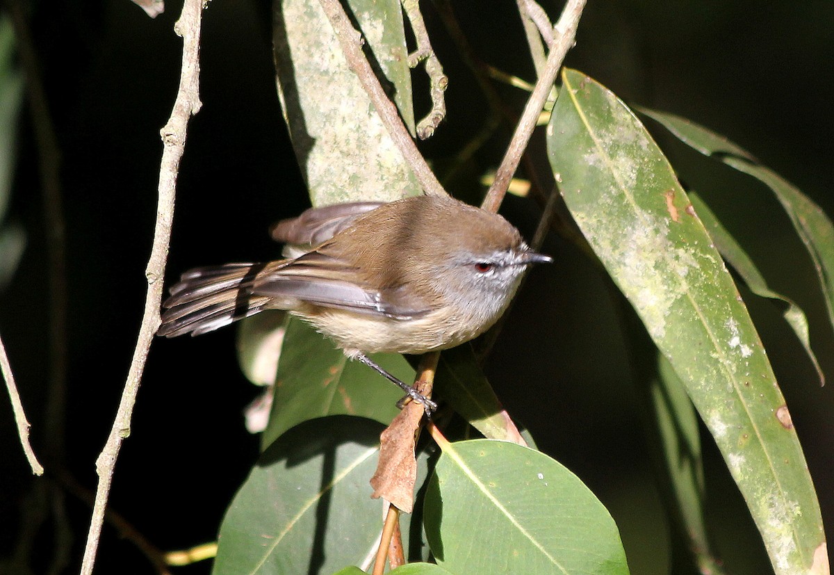 Brown Gerygone - ML637728659