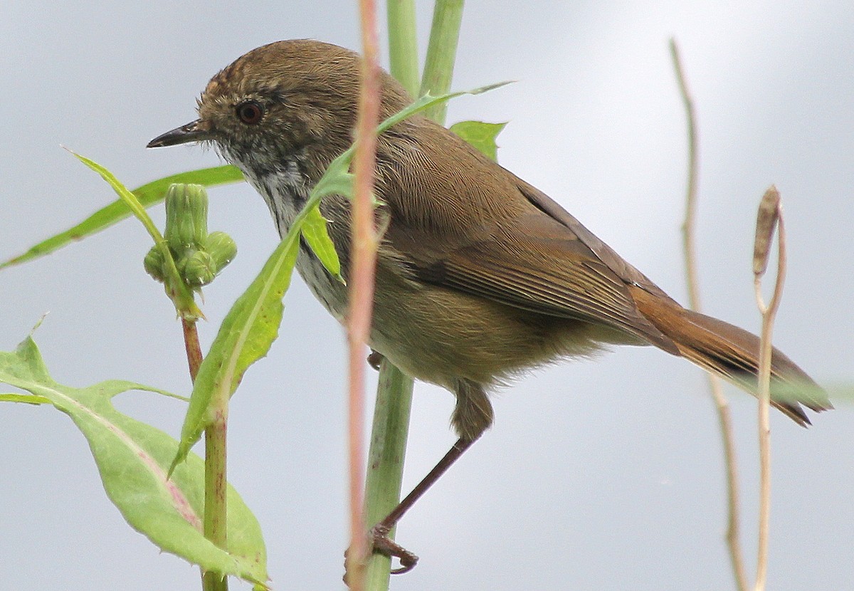 Brown Thornbill - ML637728674