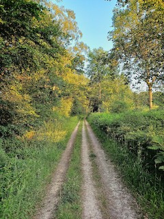 Chiddingfold Forest--Botany Bay, Old Lands and Oaken & Tugley Woods ...