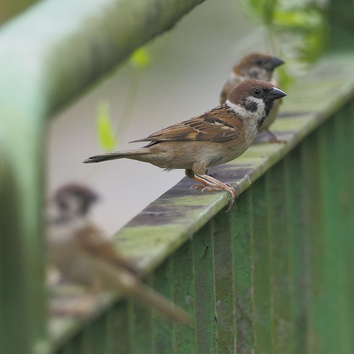 Eurasian Tree Sparrow - ML637728690