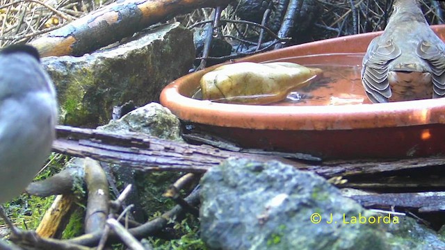 Song Thrush - ML637728745