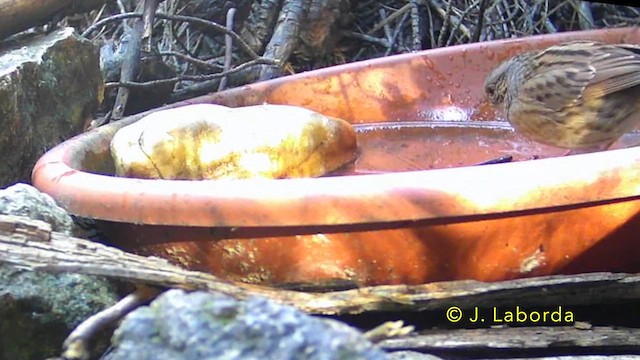 Dağbülbülü - ML637728754