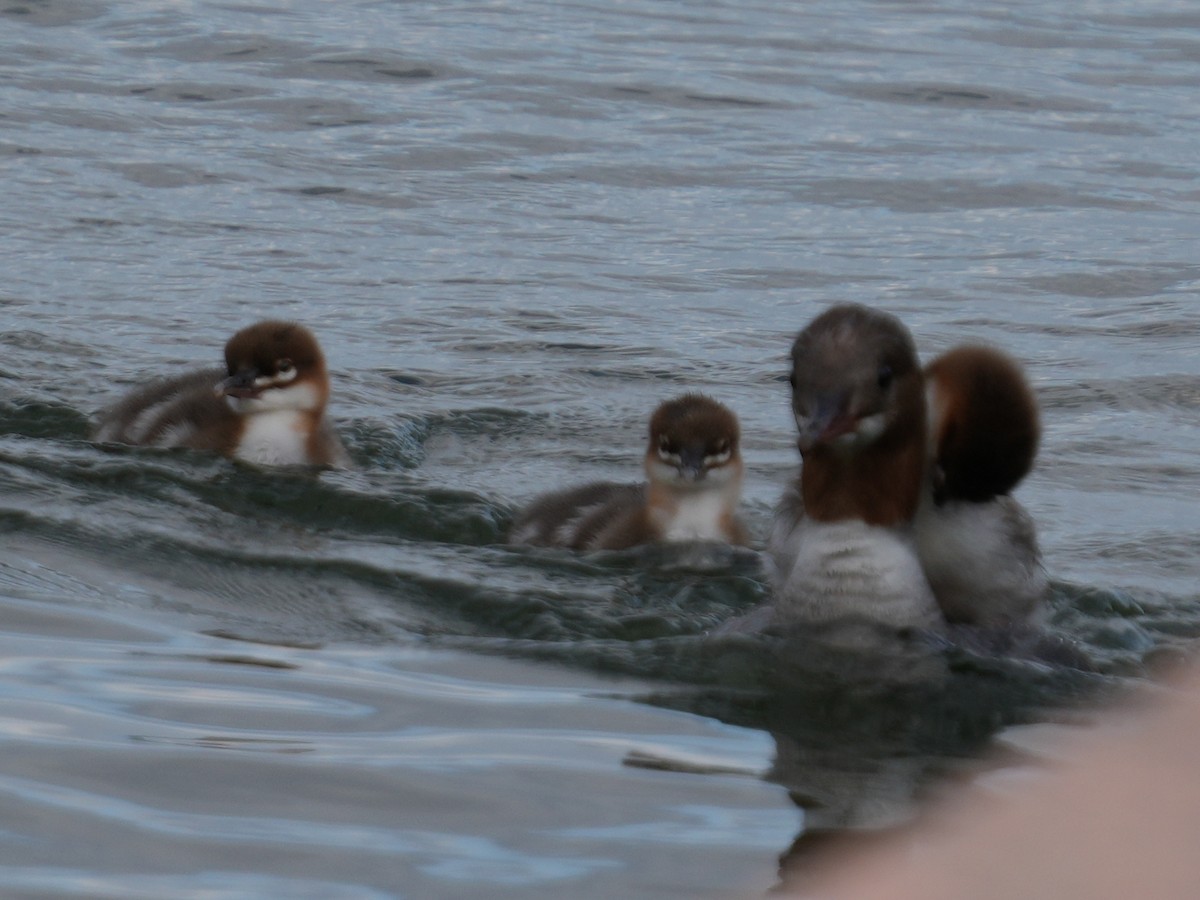 Büyük Tarakdiş (merganser/orientalis) - ML637728756