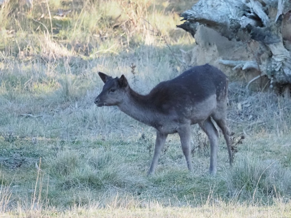European Fallow Deer - ML637728761