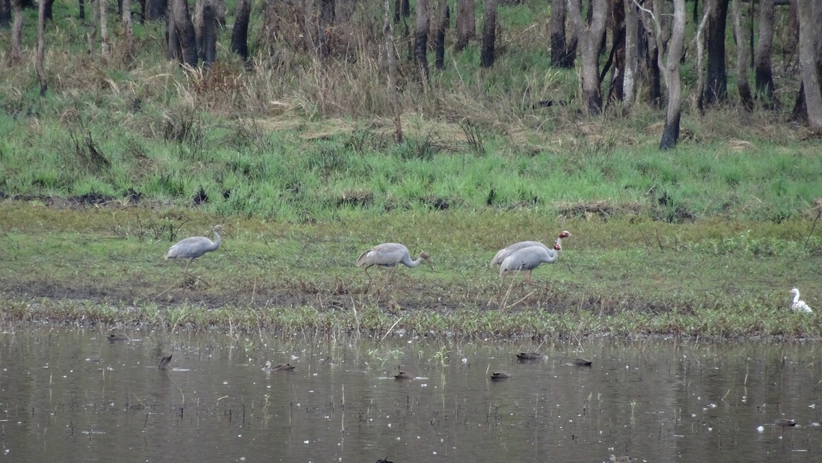 Brolga Turnası - ML637728764