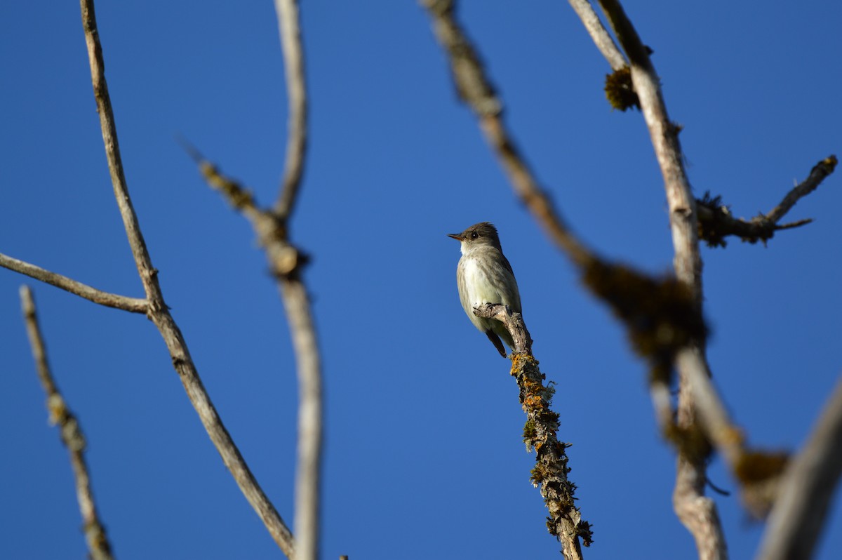 Boreal Sinekkapan - ML637728765