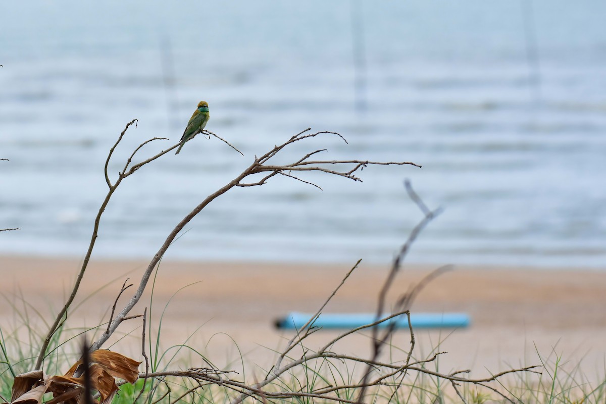Asian Green Bee-eater - ML637728778