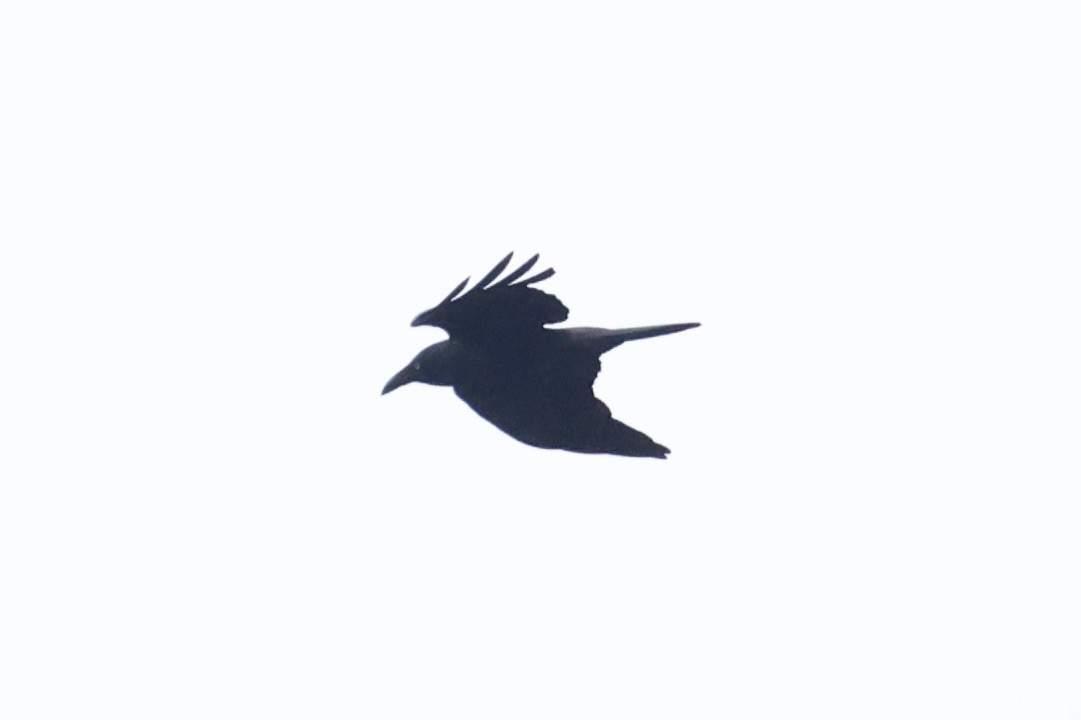 Forest Raven - ML637728786