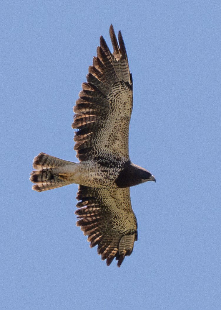 Swainson's Hawk - ML637728795