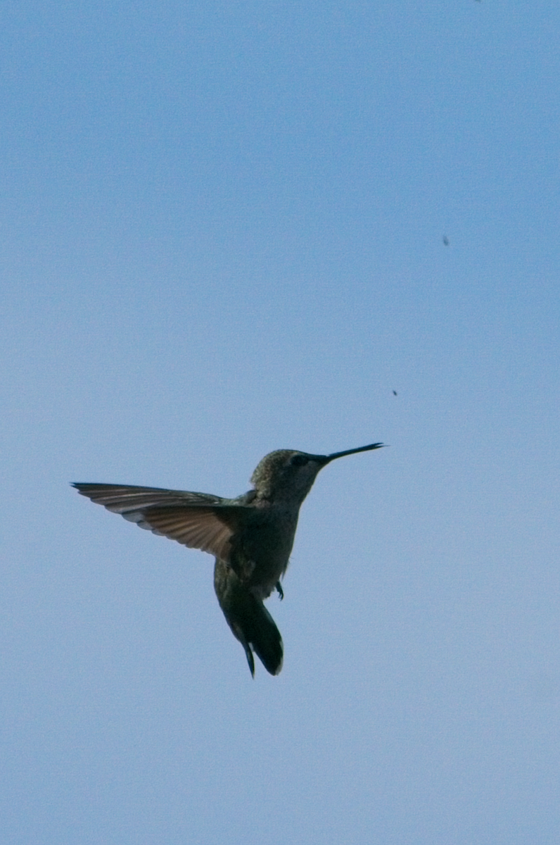 Anna's Hummingbird - ML637728796