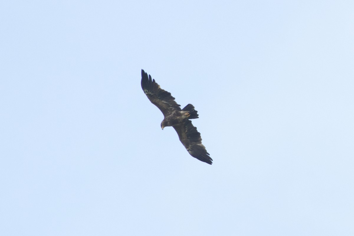 Lesser Spotted Eagle - ML637728797