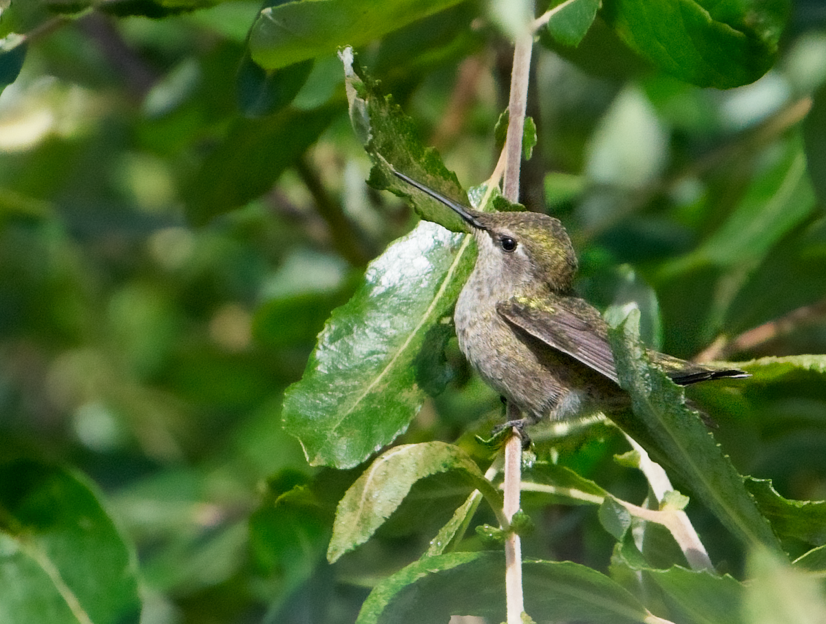 Anna's Hummingbird - ML637728798