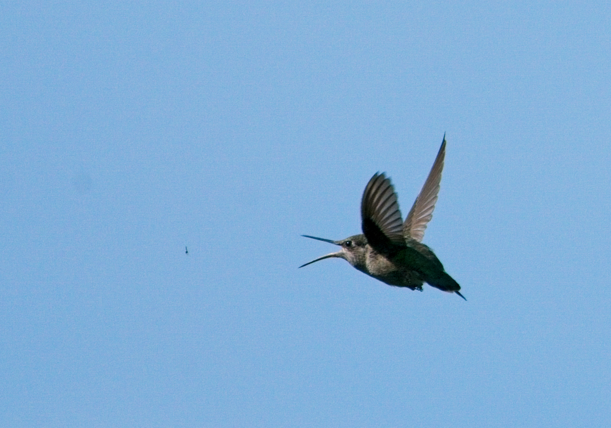 Anna's Hummingbird - ML637728799
