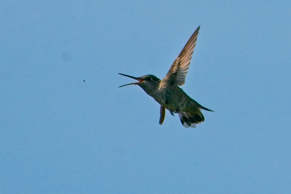 Anna's Hummingbird - ML637728800