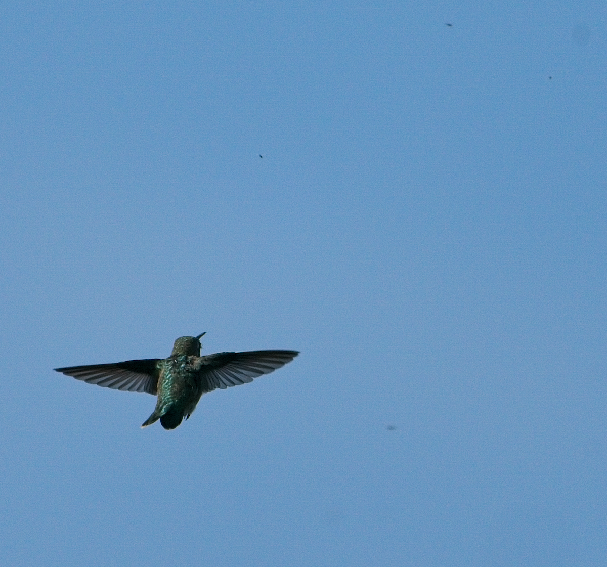 Anna's Hummingbird - ML637728801