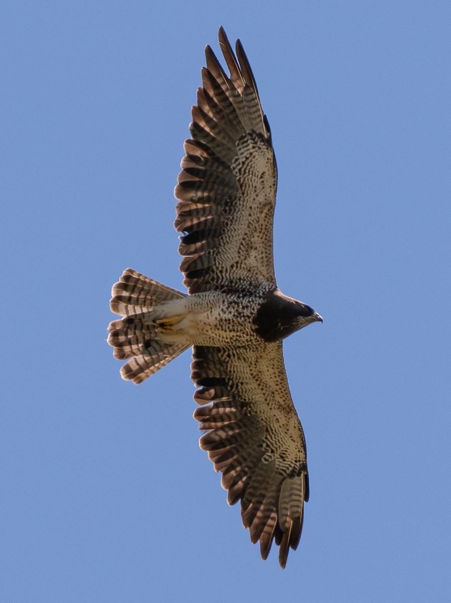 Swainson's Hawk - ML637728803