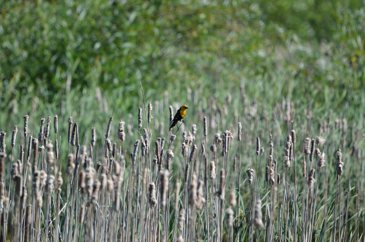 Yellow-headed Blackbird - ML637728805