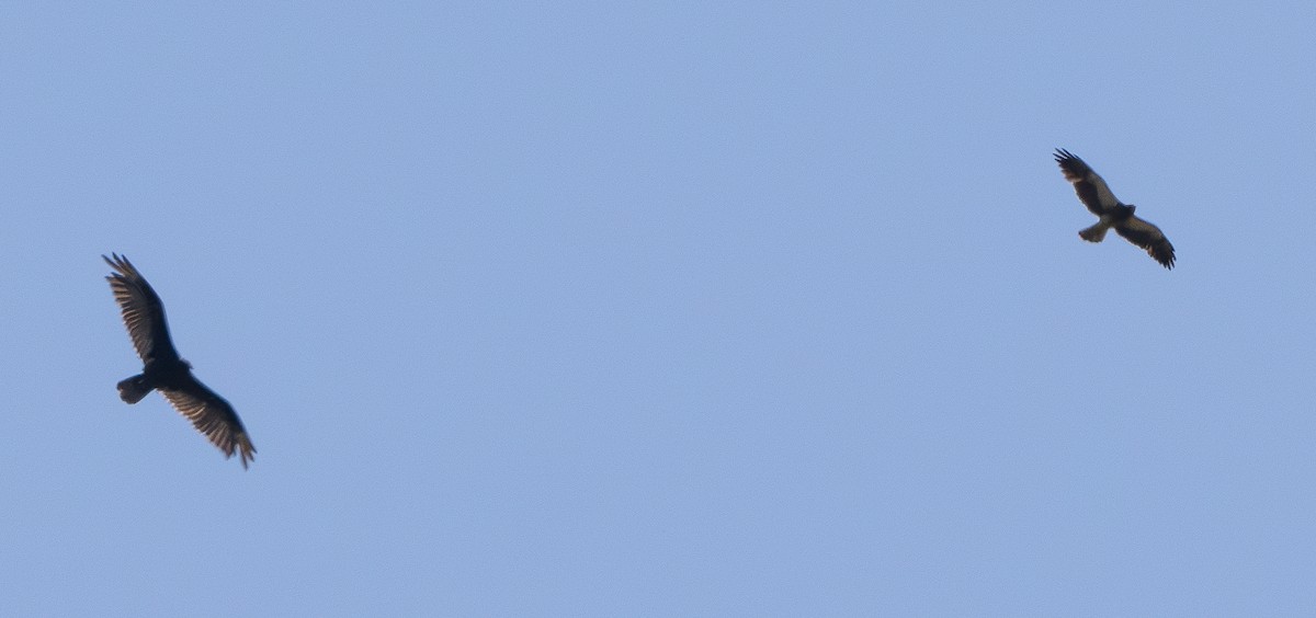 Swainson's Hawk - ML637728806