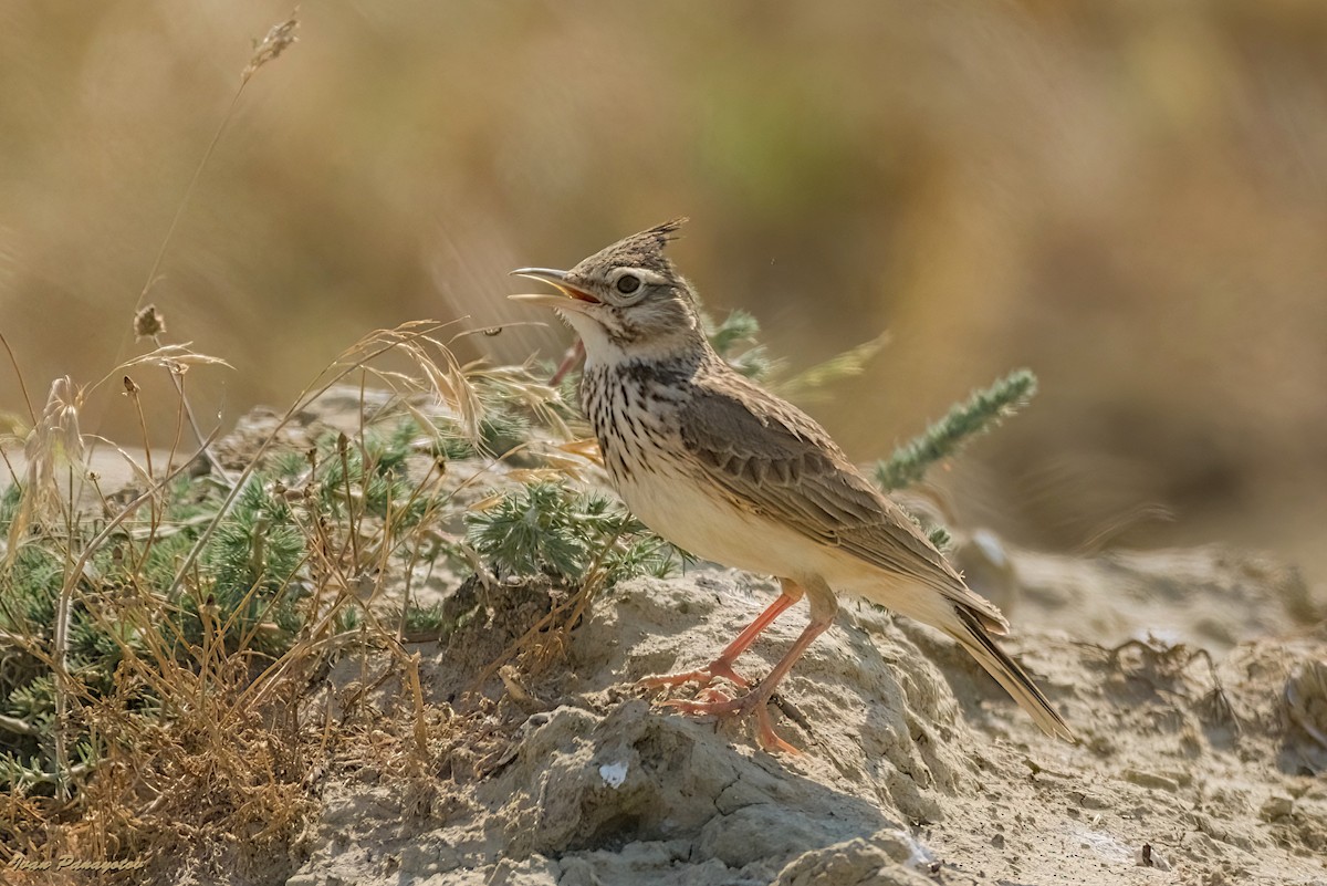 Crested Lark - ML637728807