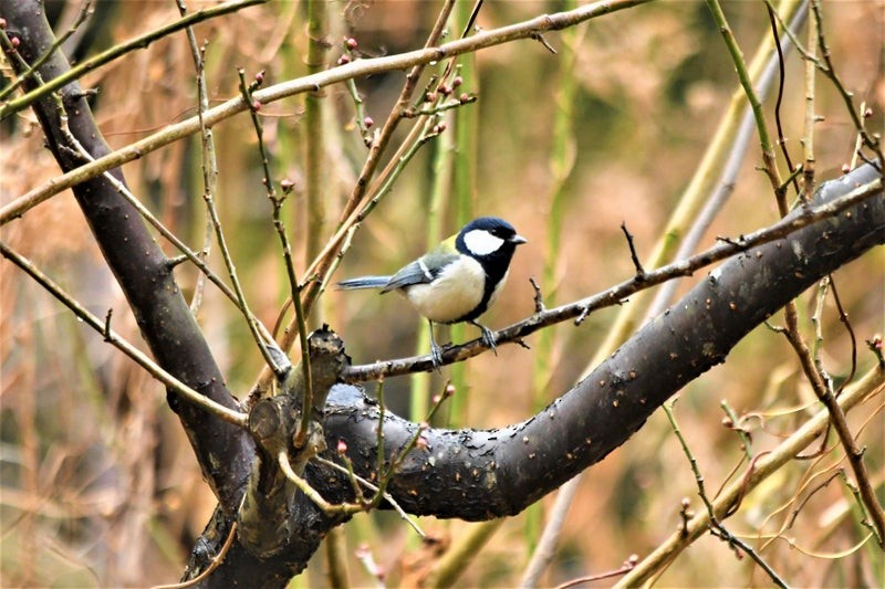 Asian Tit - ML637728808