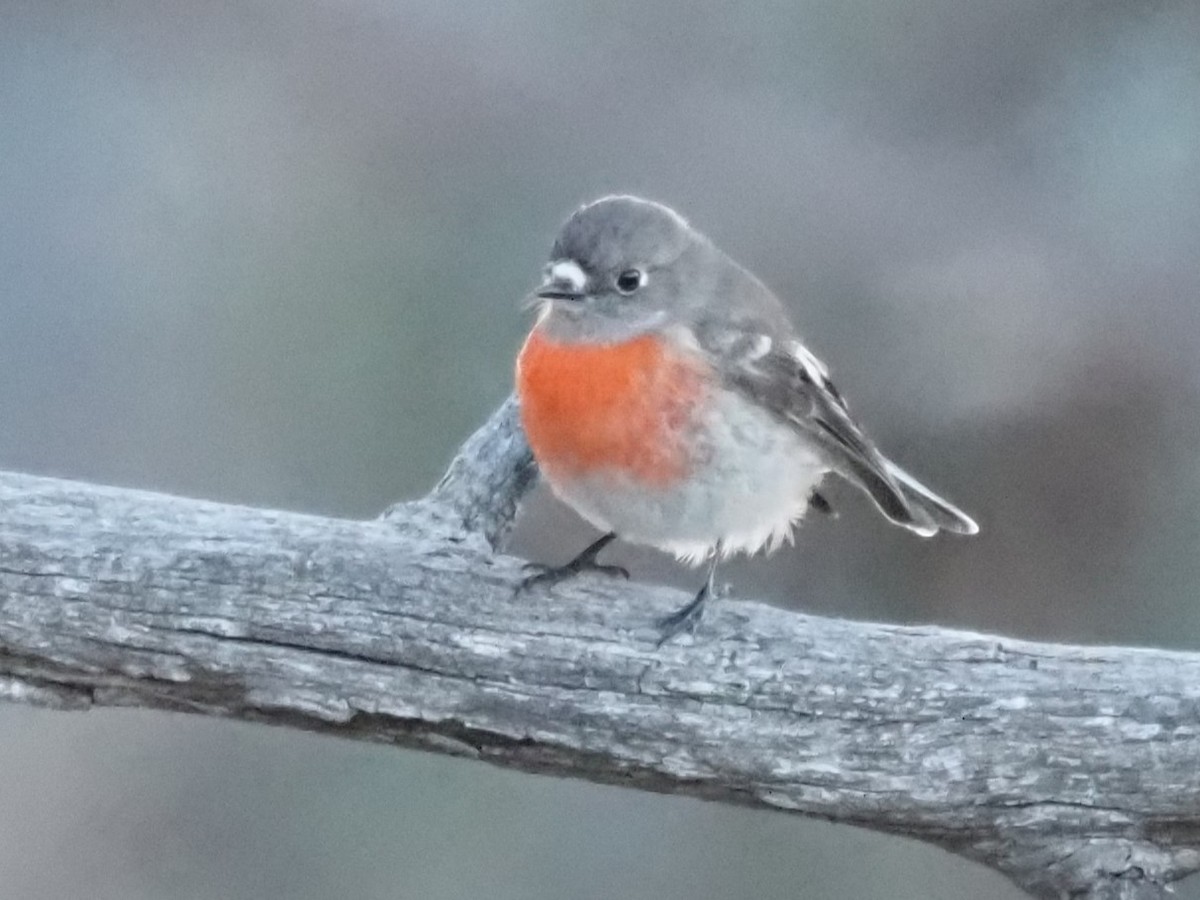 Scarlet Robin - ML637728809