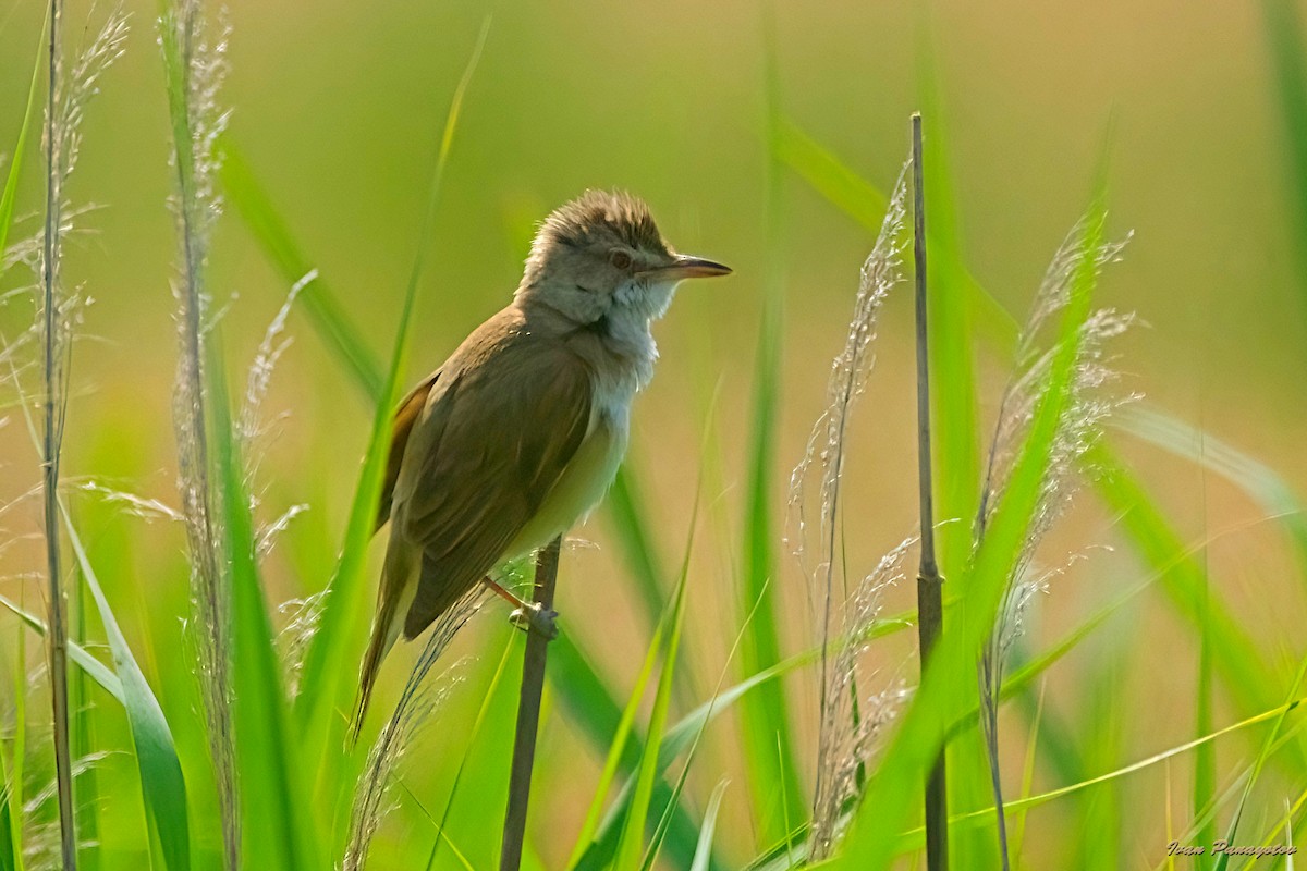 Great Reed Warbler - ML637728810