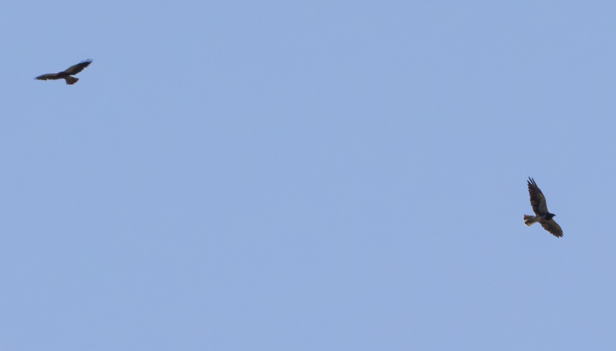 Swainson's Hawk - ML637728811