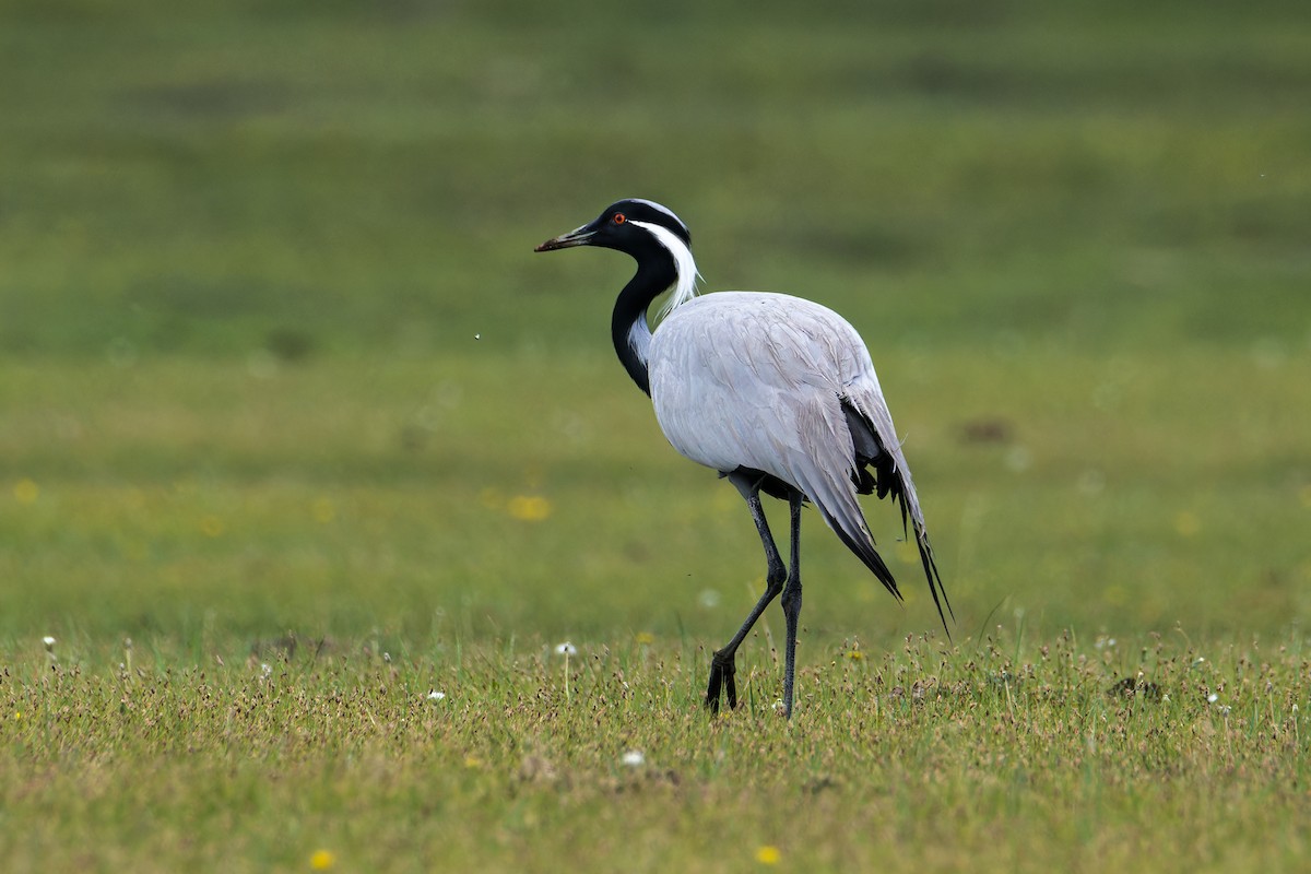 Demoiselle Crane - ML637728812