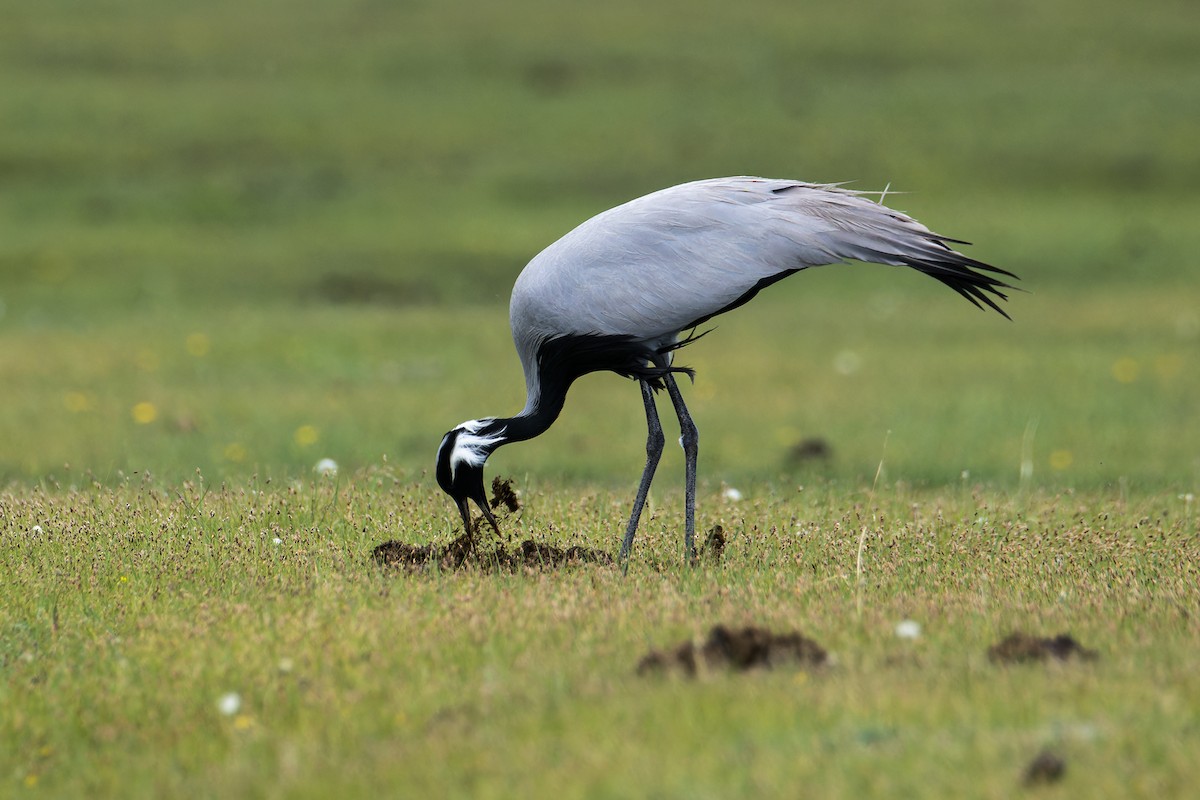Demoiselle Crane - ML637728814