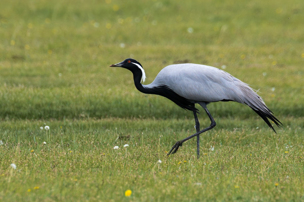 Demoiselle Crane - ML637728815