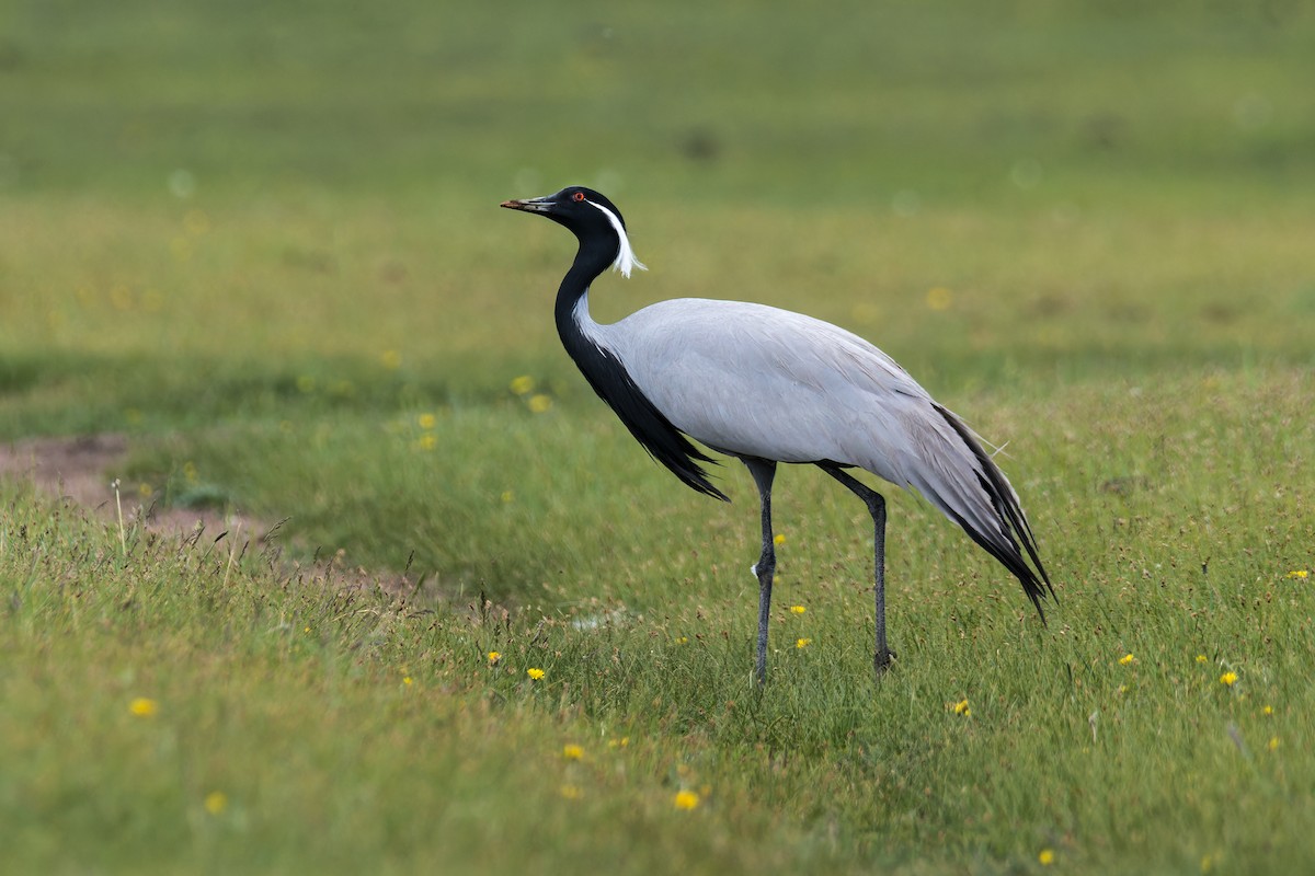 Demoiselle Crane - ML637728816